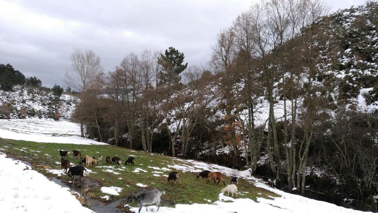 Terrasense Mountain Charm Retreat & Farm Apartment Videmonte ภายนอก รูปภาพ